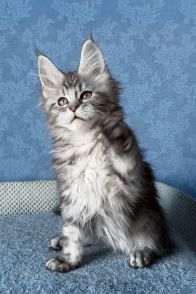 Zephyr — Black Smoke Blotched Tabby Maine Coon — photo 2