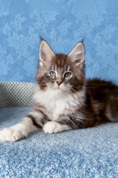 Vira — Black Smoke Blotched Tabby Maine Coon — photo 2