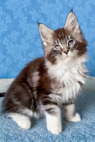 Vira — Black Smoke Blotched Tabby Maine Coon — photo 3