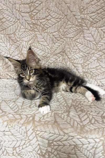 Axle — Black Marble With White Maine Coon — photo 2