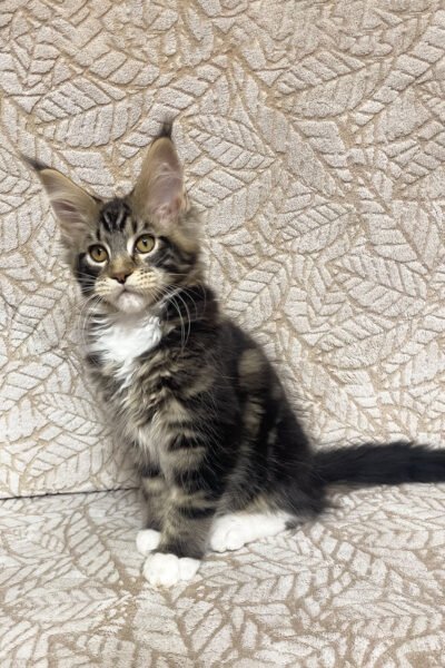 Axle — Black Marble With White Maine Coon — photo 3