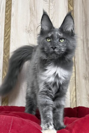 Soren