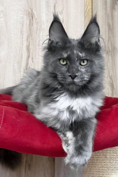 Soren — Blue Smoke Maine Coon — photo 3