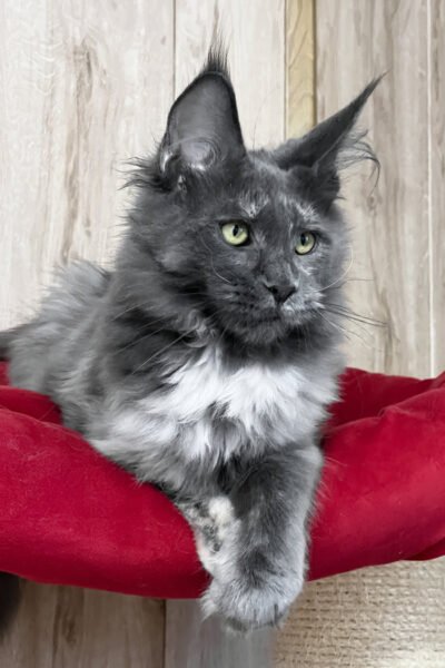 Soren — Blue Smoke Maine Coon — photo 2