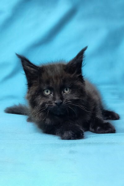 Rune — Black Maine Coon — photo 2