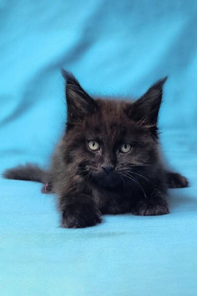 Rune — Black Maine Coon — photo 3