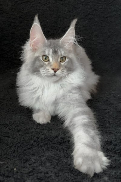 Solen — Black Blotched Tabby Maine Coon — photo 3