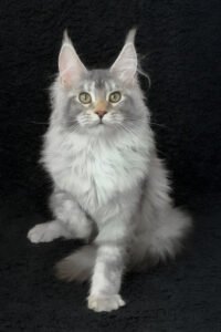 Solen - Black Blotched Tabby