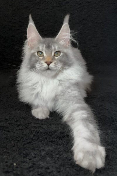 Solen — Black Blotched Tabby Maine Coon — photo 2