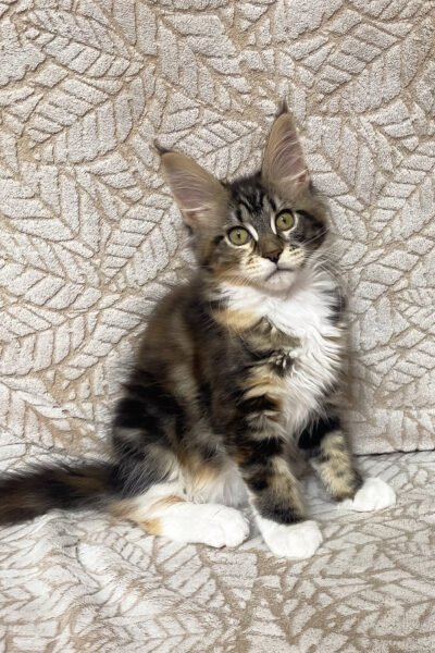 Nyx — Black Tortoise Blotched Tabby Maine Coon — photo 2