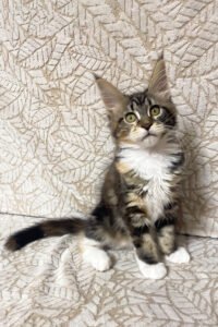Nyx - Black Tortoise Blotched Tabby