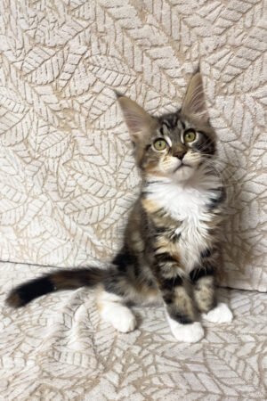 Nyx