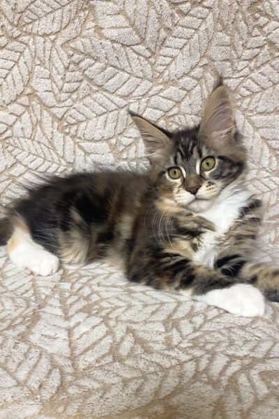 Nyx — Black Tortoise Blotched Tabby Maine Coon — photo 3
