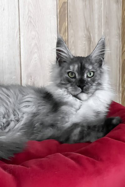 Zarek — Blue Smoke Maine Coon — photo 2