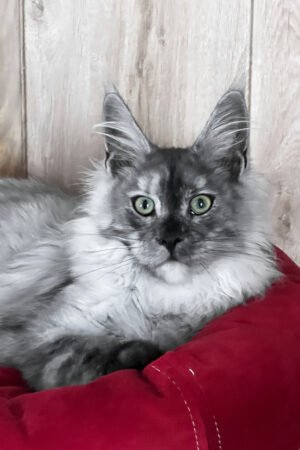 Zarek