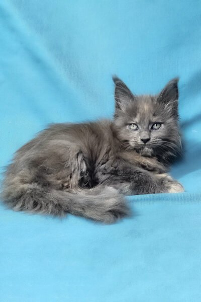 Astra — Blue Tortoise Smoke Maine Coon — photo 2