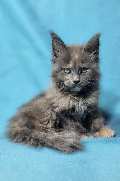 Astra — Blue Tortoise Smoke Maine Coon — photo 3