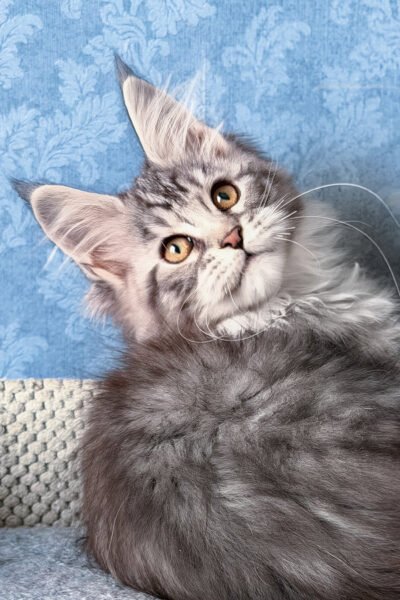 Ember — Black Smoke Blotched Tabby Maine Coon — photo 2