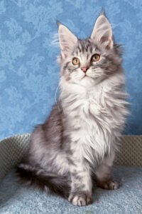 Ember - Black Smoke Blotched Tabby