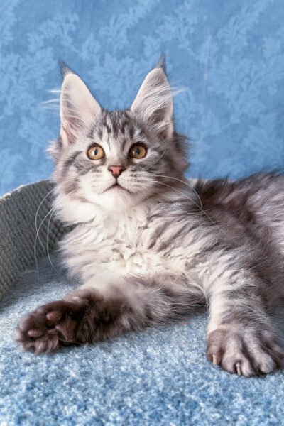 Ember — Black Smoke Blotched Tabby Maine Coon — photo 3