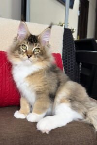 Lyra - Black Golden Ticked Tabby
