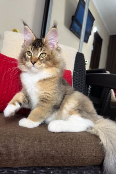 Lyra — Black Golden Ticked Tabby Maine Coon — photo 2