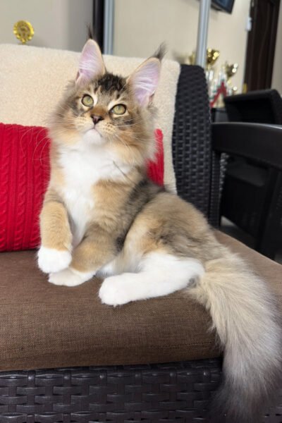 Lyra — Black Golden Ticked Tabby Maine Coon — photo 3