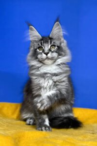 Rogue - Black Smoke Ticked Tabby