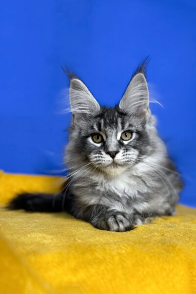Rogue — Black Smoke Ticked Tabby Maine Coon — photo 2