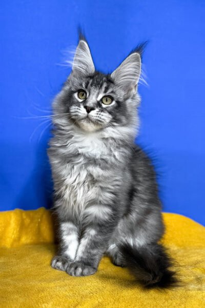 Rogue — Black Smoke Ticked Tabby Maine Coon — photo 3