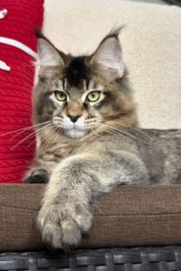 Kael - Black Ticked Tabby