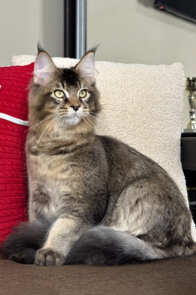 Kael — Black Ticked Tabby Maine Coon — photo 2