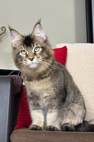 Kael — Black Ticked Tabby Maine Coon — photo 3