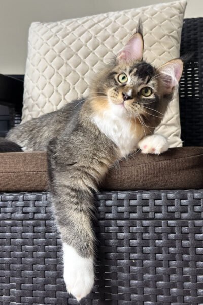 Nova — Black Ticked Tabby Maine Coon — photo 2