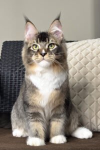Nova - Black Ticked Tabby