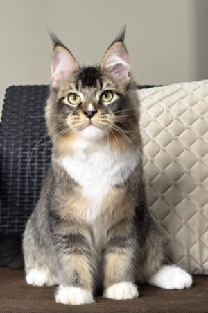 Nova