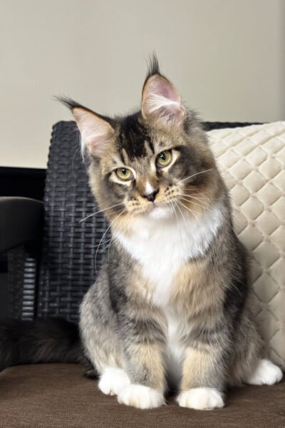 Nova — Black Ticked Tabby Maine Coon — photo 3