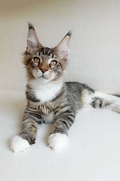 Barrettyy — Black Mackerel Tabby Bicolor Maine Coon — photo 2