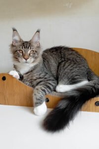 Barrettyy - Black Mackerel Tabby Bicolor
