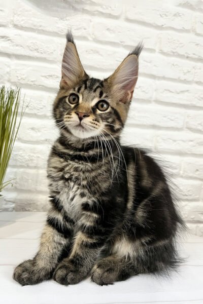 Beatrice, Black Blotched Tabby Maine Coon, photo 2