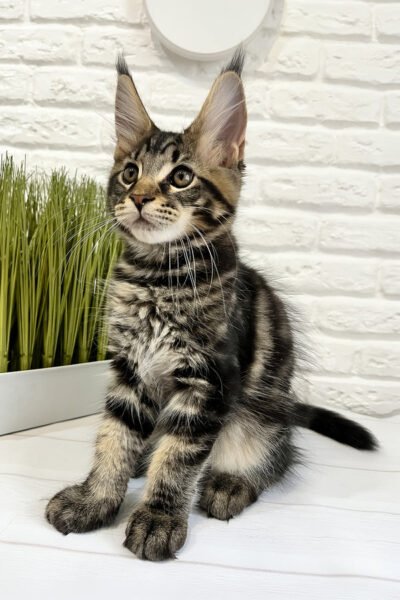 Beatrice, Black Blotched Tabby Maine Coon, photo 3
