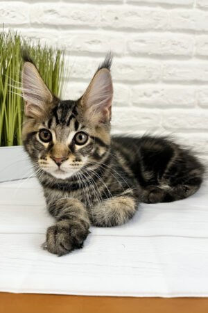 Beatrice, Black Blotched Tabby Maine Coon