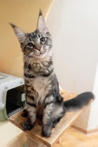 Beckett - Black Blotched Tabby