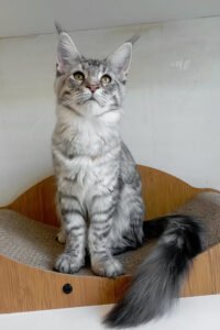 Beckham - Black Tortoise Silver Spotted Tabby