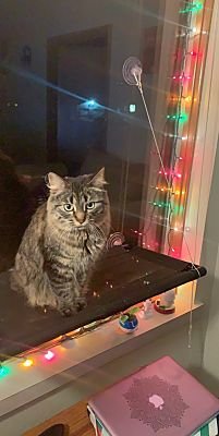 Bell, Gray, Blue Or Silver Tabby, Maine Coon