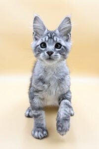 Benson - Black Silver Spotted Tabby