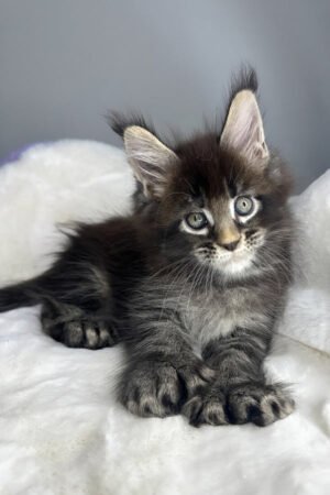 Blair, Black Ticked Tabby Maine Coon