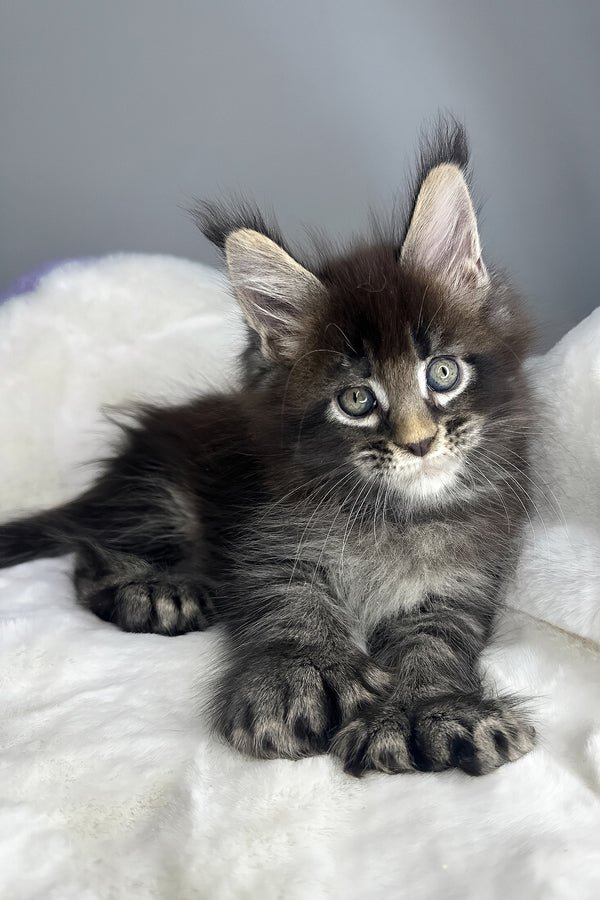Blair, Black Ticked Tabby, Maine Coon