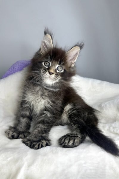 Blair, Black Ticked Tabby Maine Coon, photo 2