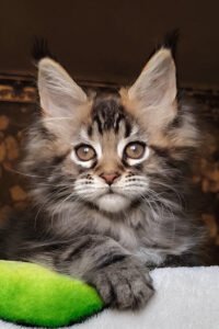 Bodhi - Black Tortoise Blotched Tabby